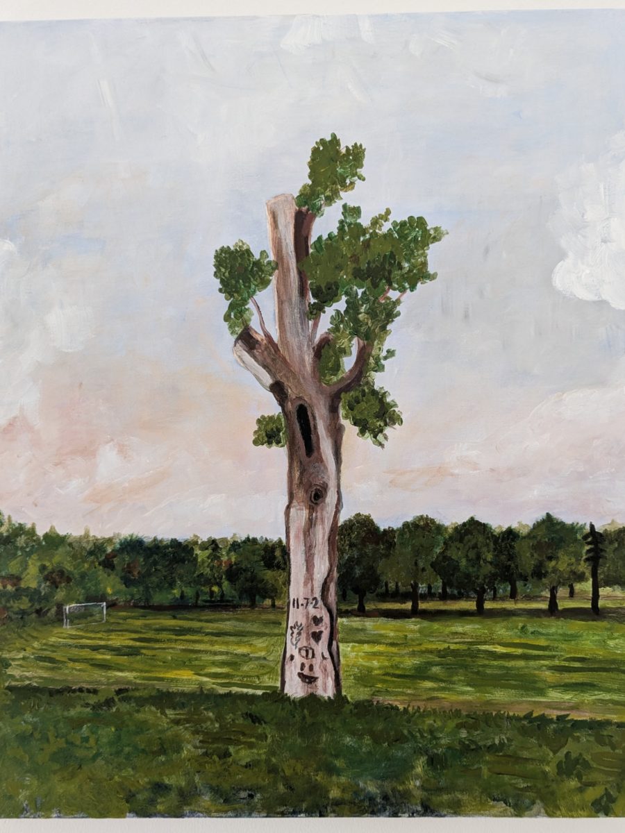 The Old Tree, Verulamium Park, St Albans